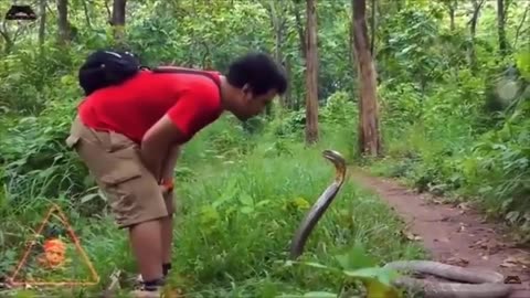 Indonesian handling a cobra professionally