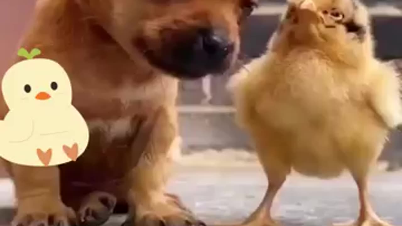 Best Friends For Life🥰 // duckling and puppy love 🥺 #shorts #cute