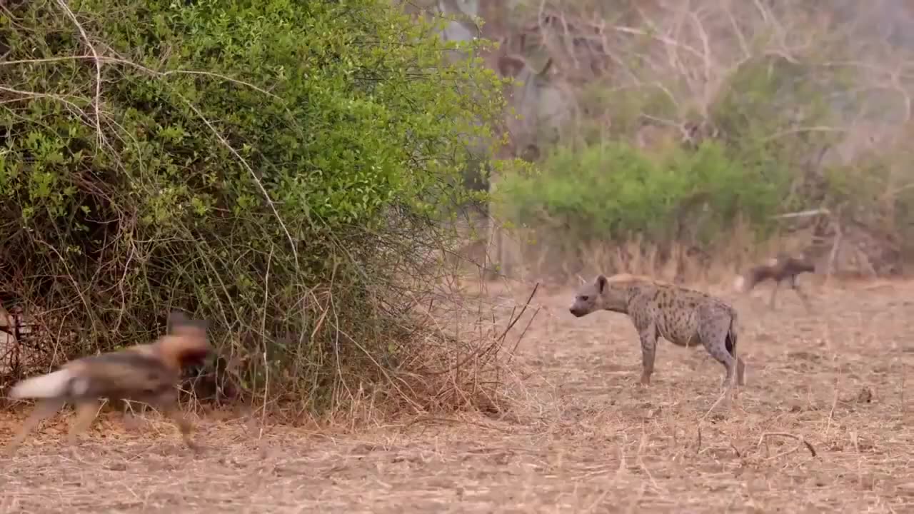 Leopard Documentary - Big Cats Wildlife HD