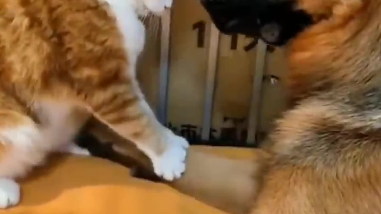 CATS vs DOGS ---- What they allow themselves -- FUNNY ANIMALS VIDEOS 2023