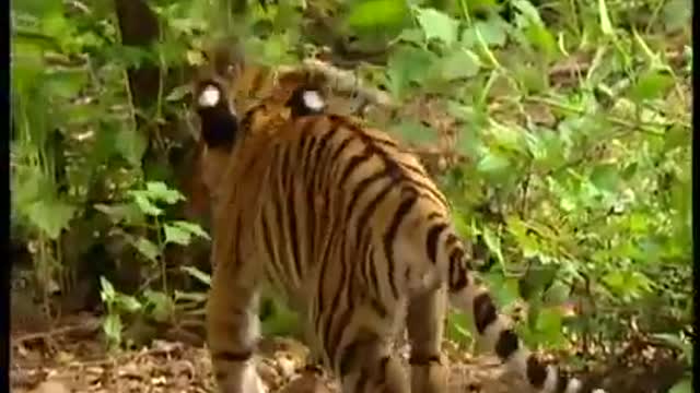 Monkey slapping to Tiger and tiger got frustrated