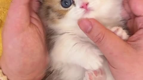 Cute kitten