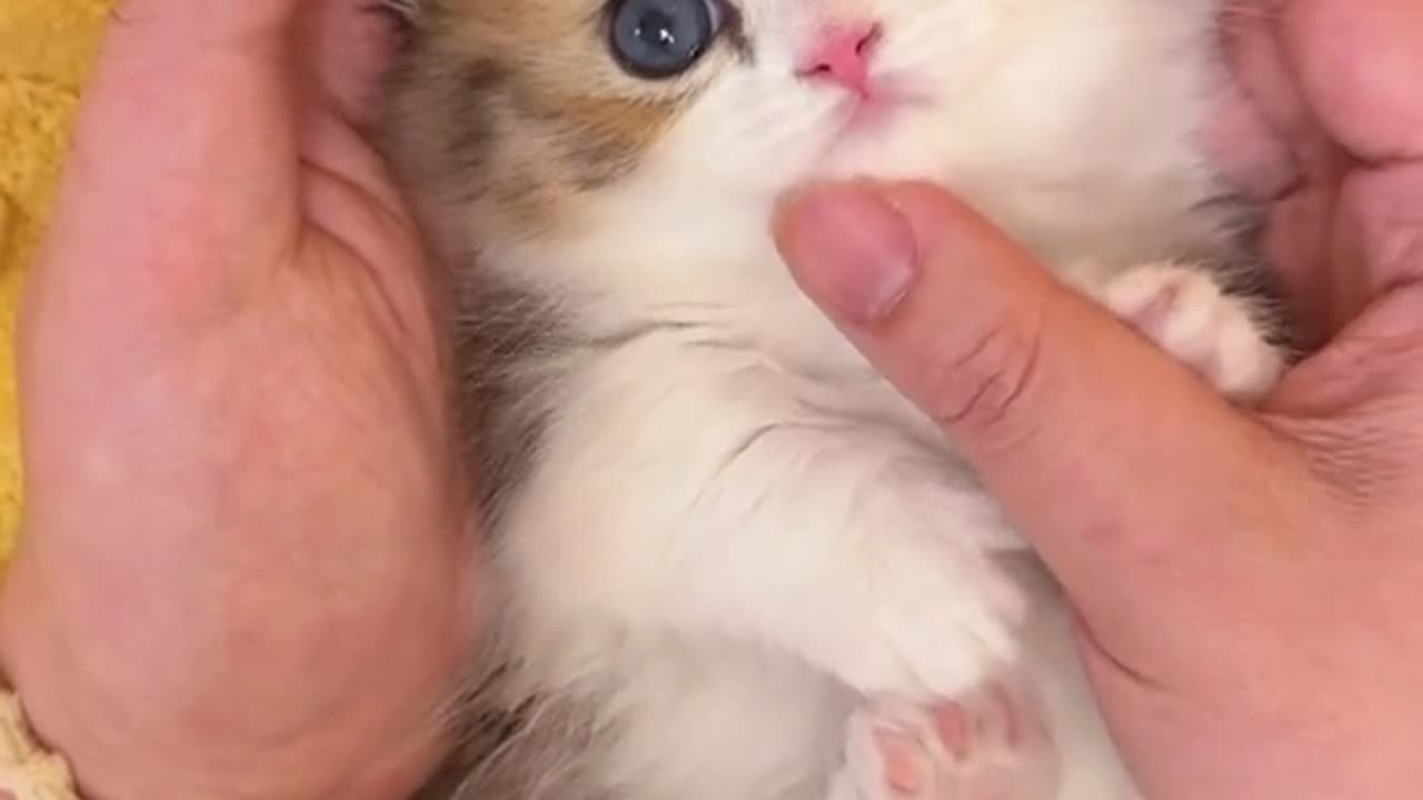 Cute kitten