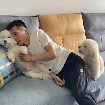 The cute little dog is jealous of his friend