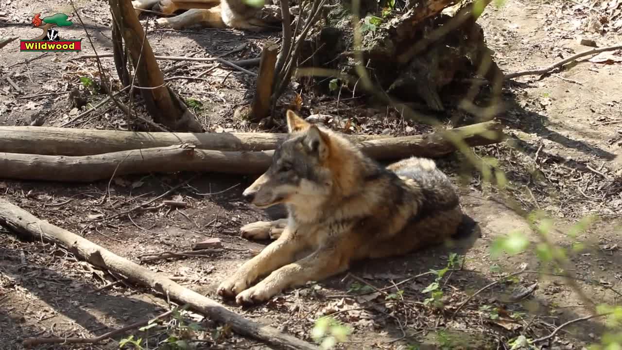 WOLVES FEEDING AT WILDWOOD