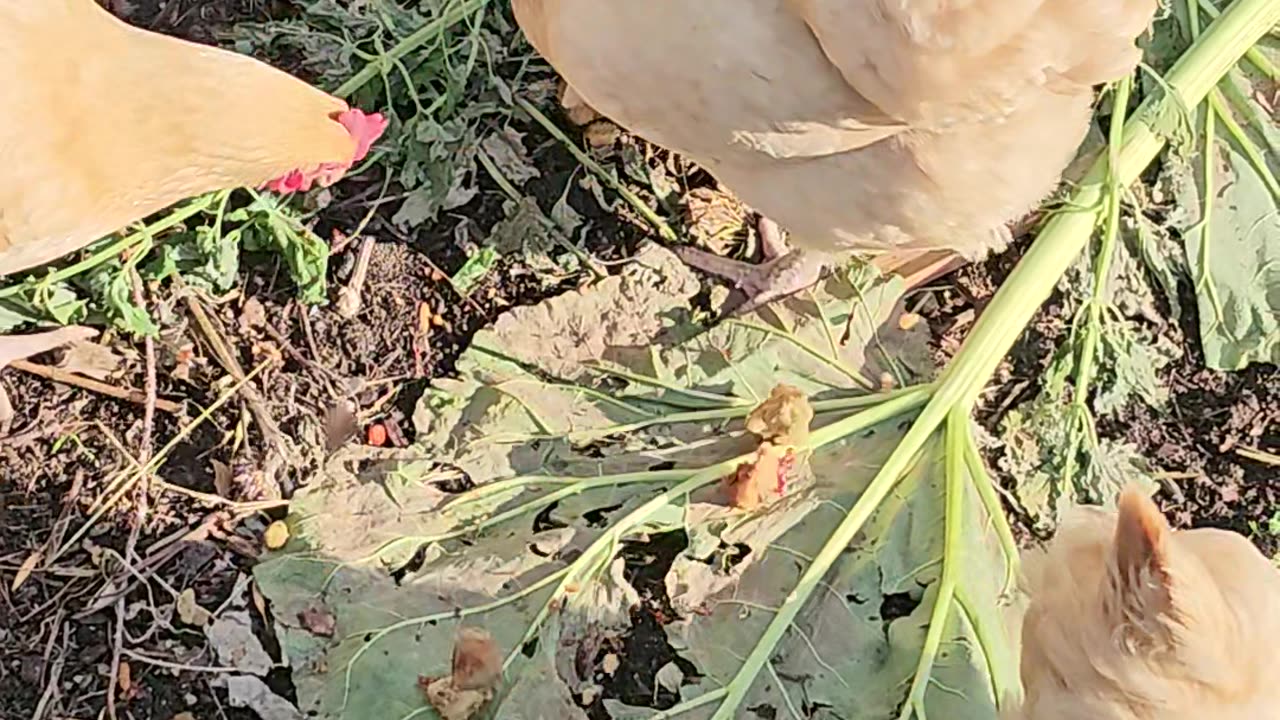 OMC! It's raining treats for these adorable little chickens! 🐔🍬😍 #raining #treats #adorable #shorts