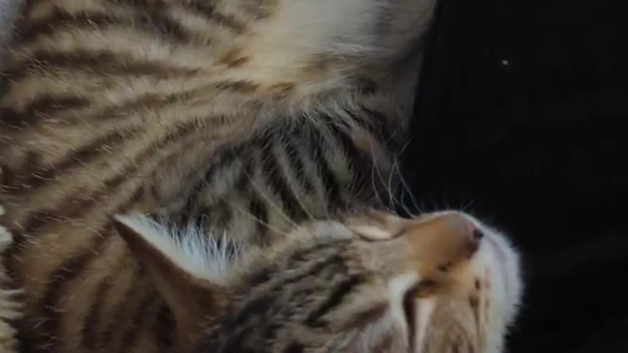 Kitten scratches his head and falls asleep instantly