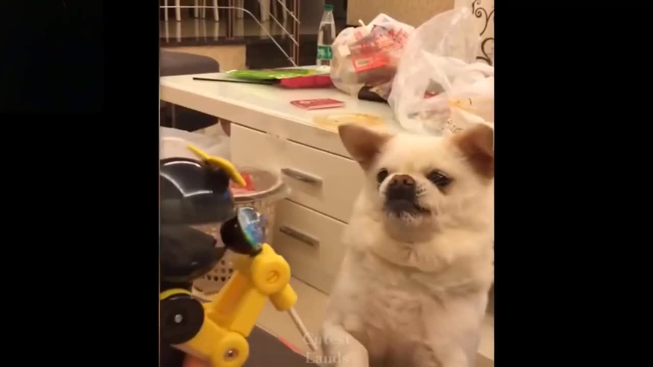Dog is very upset by robot toy 😂