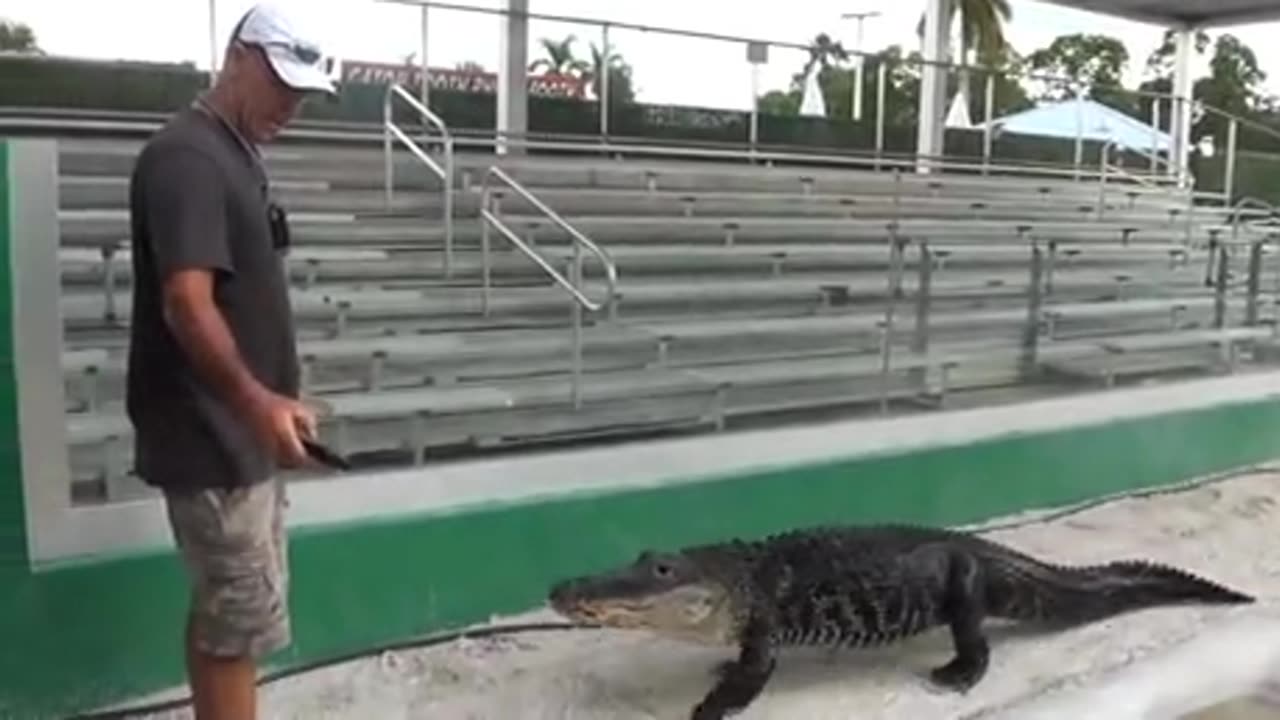 DARTH GATOR