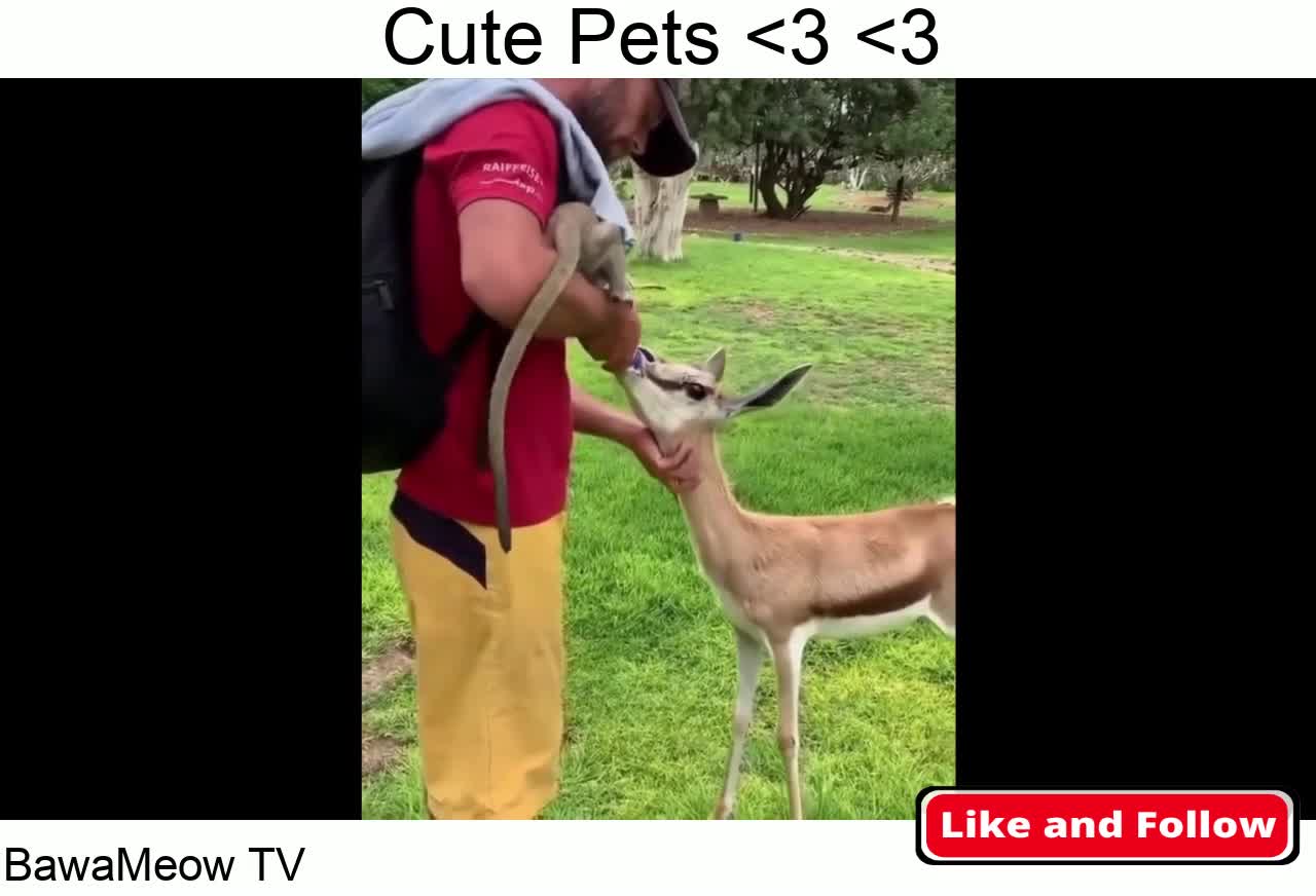 Cute baby animals Videos Compilation and cute moment of the animals #2