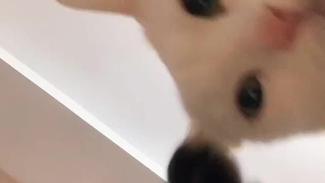 cat funny🐈