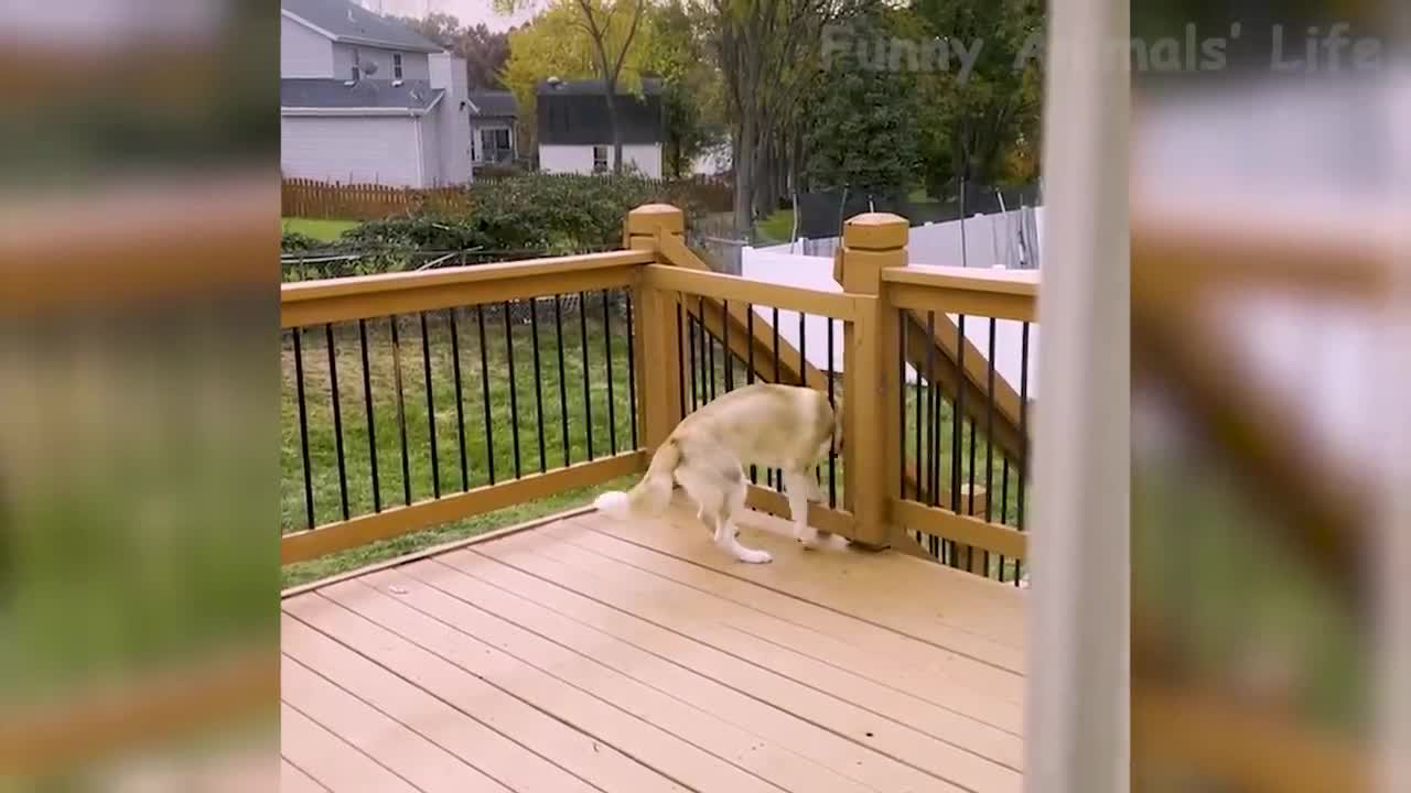 Funny compilation with dogs and cats.