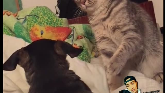 Gato ataca a perro con excusas