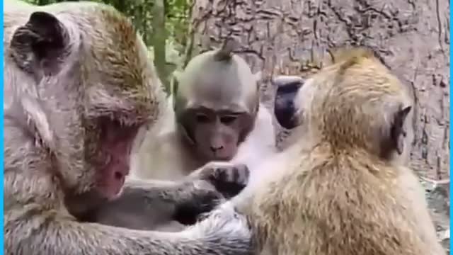 Cute sweetpear cry want mom