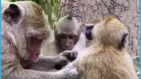 Cute sweetpear cry want mom