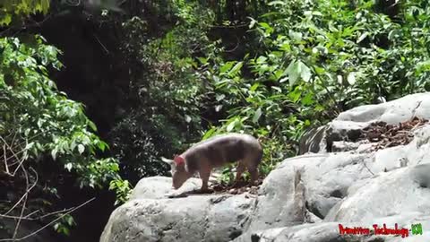 life in the jungle-Found Pig At Waterfall Take Cooking
