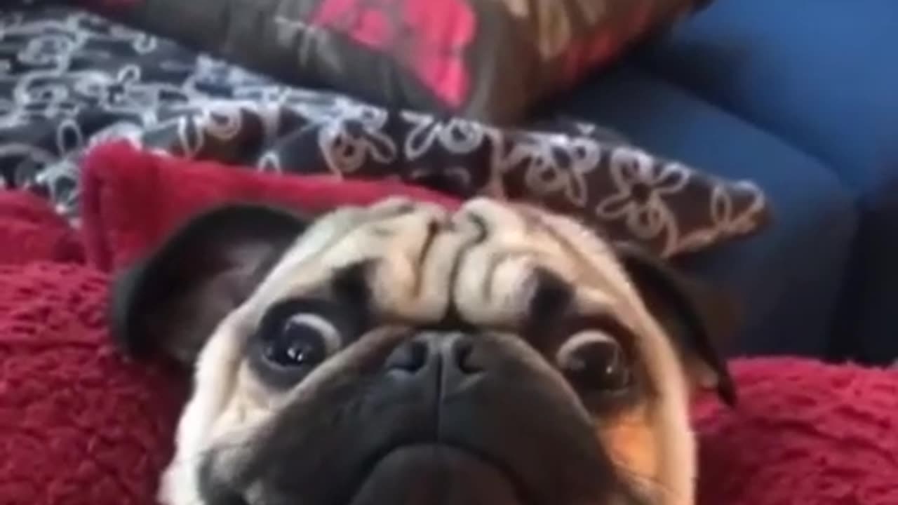 Classic dog video funny