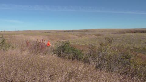 28 gauge takes off a Roosters wing!