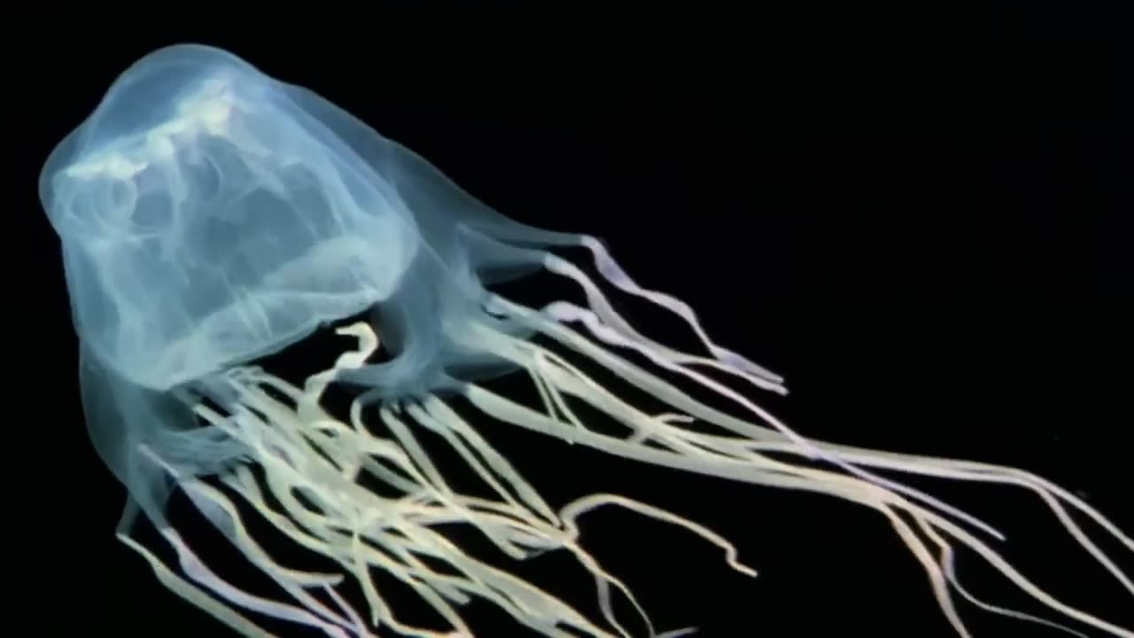 Vicious Beauties Part 12 - The Secret World of the Jellyfish