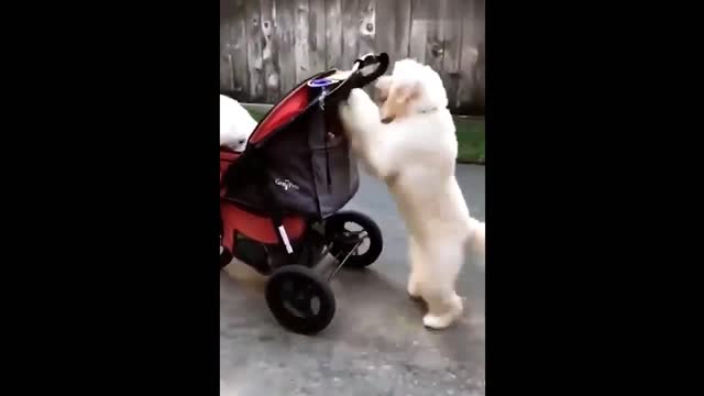 Funny Animals! Funny Dogs! Funny Videos! # Short