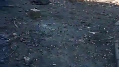 Russian tigers got lost in Mariupol