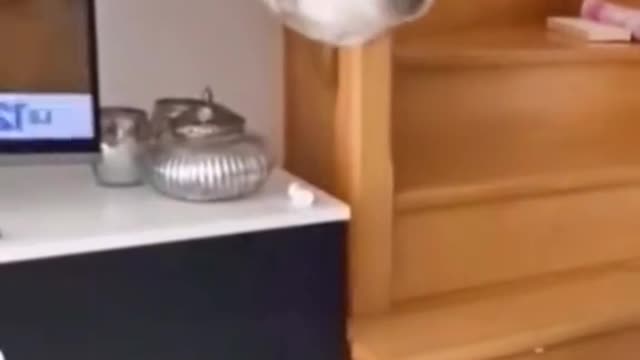 Cat your funny good