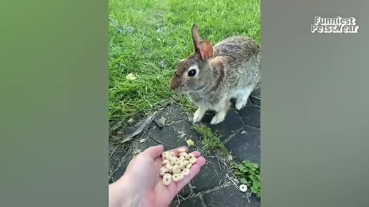 Funny animal video