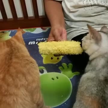 My cat want some sweet corn too