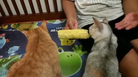 My cat want some sweet corn too