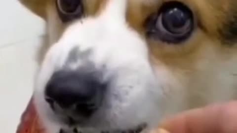 Einen Hund verarscht man nur zweimal...