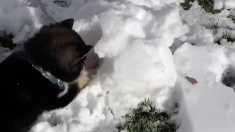 a 2-month-old puppy experiences snow for the first time - husky puppy's first time in snow