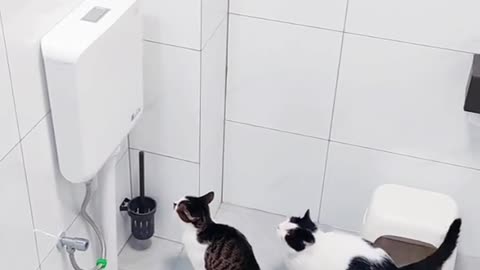 Nobody Would Believe It! Amazing Cats!