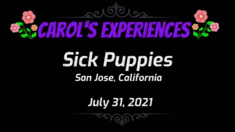 Carol's Experiences - Sick Puppies - July 31, 2021