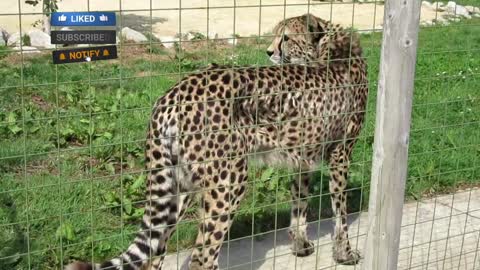 Cheetah walking in zoo