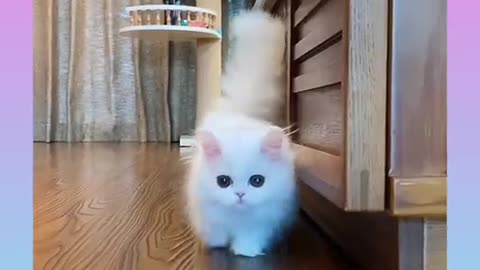 Baby Cute Cat 😍