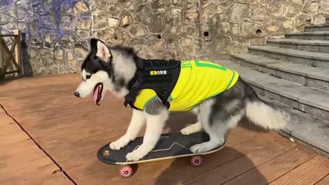 Skateboarding Dog