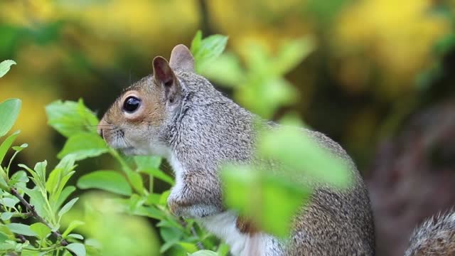 Playful squirrel in the forest