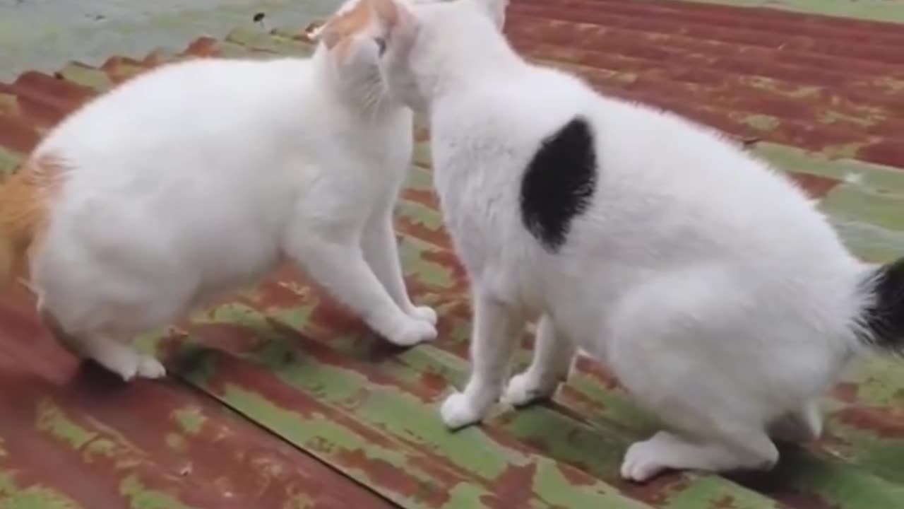 Aggressive cats