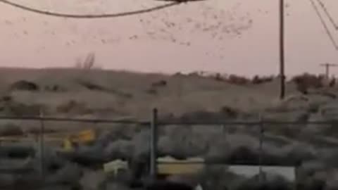 Bird Flock Causes Power Outage