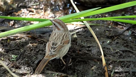 Song Sparrow Forages