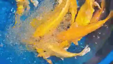 Beautiful yellow koi fish 🐠😍