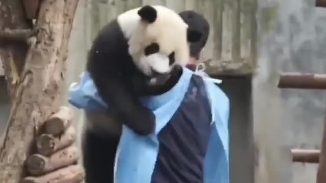 Video of raising a fat and cute panda 🐼