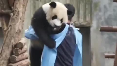 Video of raising a fat and cute panda 🐼