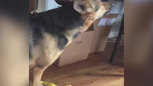 German Shepherd Sings Along With A Rubber Chicken