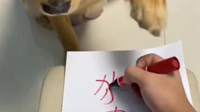 A dog that can read Dog Meat Soup