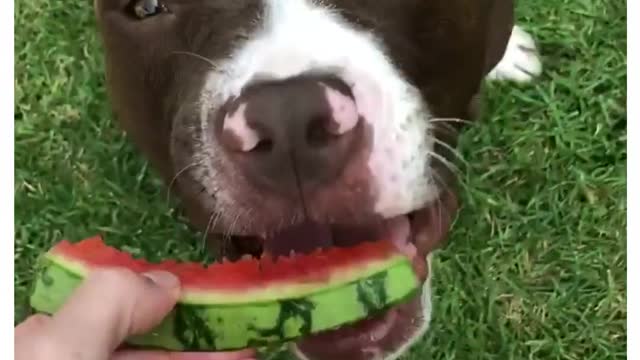 Pet Parent Feeds Watermelon to Their Hungry Dog