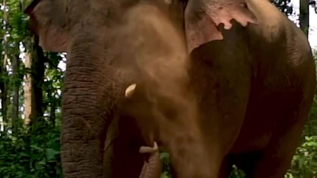 Cute Beautiful Animals