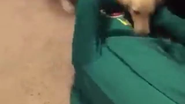 Guy dresses up as dogs favourite 🧸 toy ! PRANK !
