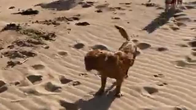 funny dogs,funny dogs,dog