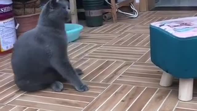 cat gets scared and falls very funny